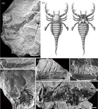 秀山恐鲎（Terropterus xiushanensis）（a,c,d,e,f:附肢；b:背侧及腹侧复原图；g:繁殖附属器及繁殖盖板）