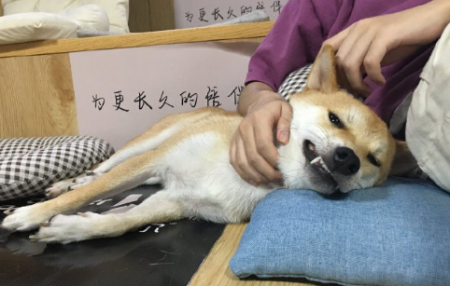 只要能喝水就排除狂犬病吗？1