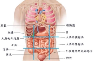 腹部疼痛9位置图，9个不同部位代表不同疾病(腹部九分法)