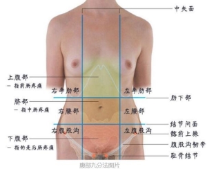 女性下腹疼痛部位图解，左下腹盆腔炎等妇科炎症/右下腹阑尾炎