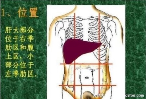 胃疼和肝疼对照图片，胃在左上腹部/肝大部位在右上腹