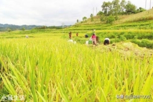 水稻在低于17℃停止灌浆，这个17℃是指最低温度还是最高温度，或者是平均温度？