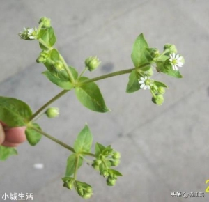 鹅肠草在小麦田用什么除草剂？