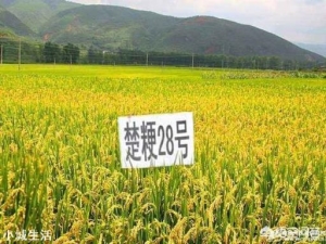 在农村种植水稻，哪个品种产量高，米饭又好吃？