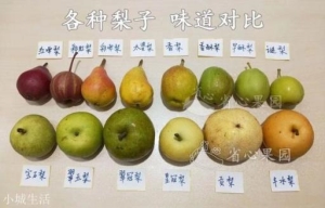 你觉得最好吃的梨是什么品种?全国好吃梨排行榜你会怎么排？