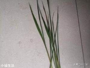 水稻育秧施什么肥好？