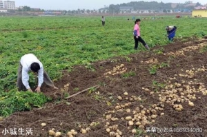 种植土豆，老是长很多藤蔓枝条，土豆又小又少怎么办？