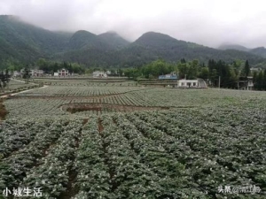 种植土豆，老是长很多藤蔓枝条，土豆又小又少怎么办？