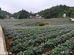 种植土豆，老是长很多藤蔓枝条，土豆又小又少怎么办？