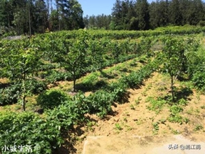 种植土豆，老是长很多藤蔓枝条，土豆又小又少怎么办？