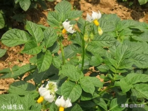 种植土豆，老是长很多藤蔓枝条，土豆又小又少怎么办？