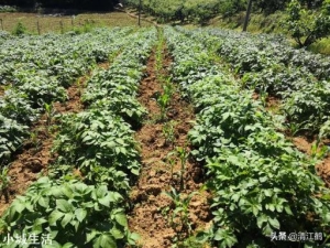 种植土豆，老是长很多藤蔓枝条，土豆又小又少怎么办？