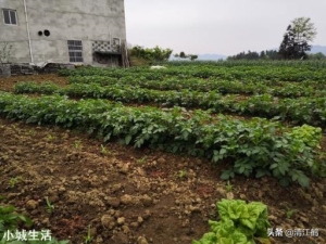 种植土豆，老是长很多藤蔓枝条，土豆又小又少怎么办？