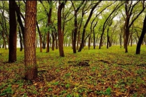 古人为什么在边关要塞种植榆树 古人在边关种植榆树有什么作用