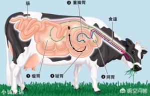 牛的瘤胃反复涨气，该怎么治？