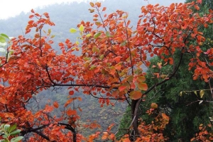 去香山看红叶怎么走 北京香山红叶红了是真的吗