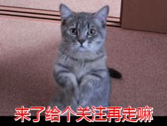 土猫多少钱一只(土猫认主人吗)