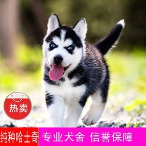 哈士奇幼犬价格 哈士奇多少钱一只大型犬