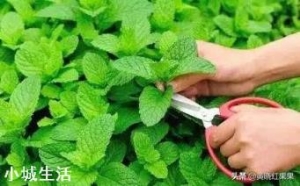 薄荷需要施肥吗？用什么肥料好？