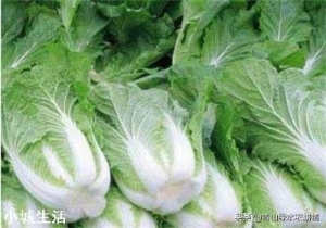 进入九月份，现在农民可以种植哪些蔬菜呢？大蒜开始种植了吗？