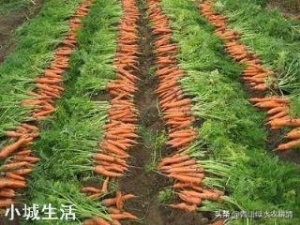 进入九月份，现在农民可以种植哪些蔬菜呢？大蒜开始种植了吗？