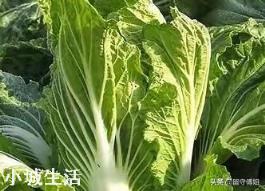 进入九月份，现在农民可以种植哪些蔬菜呢？大蒜开始种植了吗？