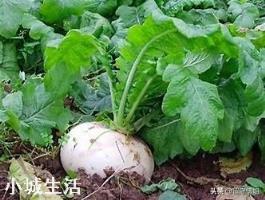 进入九月份，现在农民可以种植哪些蔬菜呢？大蒜开始种植了吗？