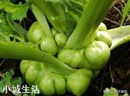 进入九月份，现在农民可以种植哪些蔬菜呢？大蒜开始种植了吗？