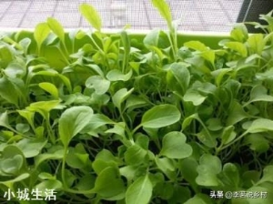 进入九月份，现在农民可以种植哪些蔬菜呢？大蒜开始种植了吗？