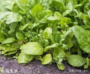 进入九月份，现在农民可以种植哪些蔬菜呢？大蒜开始种植了吗？