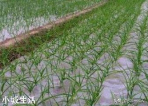 进入九月份，现在农民可以种植哪些蔬菜呢？大蒜开始种植了吗？