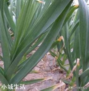 进入九月份，现在农民可以种植哪些蔬菜呢？大蒜开始种植了吗？