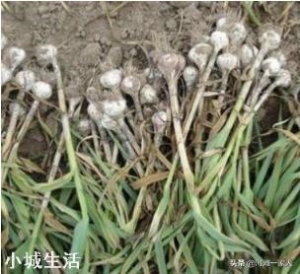 进入九月份，现在农民可以种植哪些蔬菜呢？大蒜开始种植了吗？