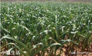 进入九月份，现在农民可以种植哪些蔬菜呢？大蒜开始种植了吗？