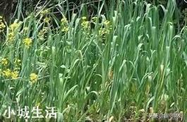 大蒜种植后可不可以施用农家肥？