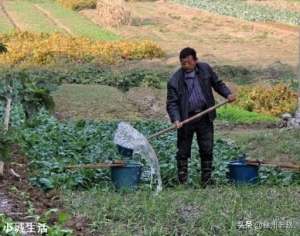 大蒜种植后可不可以施用农家肥？