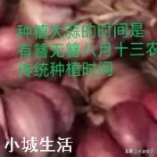 大蒜什么时间下种最好？