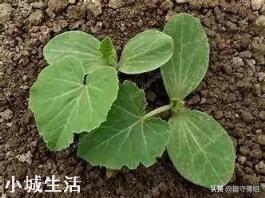 种植的南瓜藤，为什么夏南瓜结的少，秋南瓜反而会结得多？这是什么原因啊？