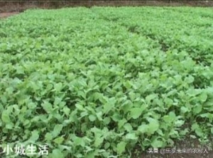 怎么样育油菜苗才能提高移栽成活率？需要注意哪些方面？