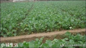 怎么样育油菜苗才能提高移栽成活率？需要注意哪些方面？