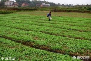 怎么样育油菜苗才能提高移栽成活率？需要注意哪些方面？