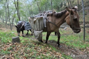 商路险奇：懒驴和懒骆驼挤兑走踏实的骡子，歹毒猴子挥鞭纳投名状