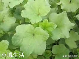 冬寒菜正是播种的季节，需要注意什么才可以收成好？