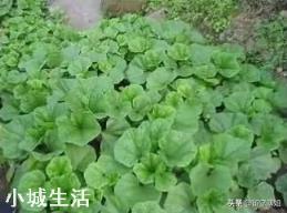 冬寒菜正是播种的季节，需要注意什么才可以收成好？