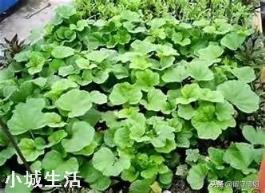 冬寒菜正是播种的季节，需要注意什么才可以收成好？