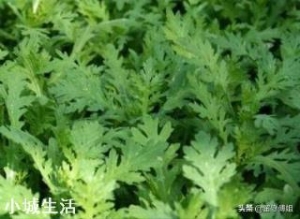 茼蒿生长的适宜温度是怎样的？