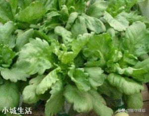 茼蒿生长的适宜温度是怎样的？