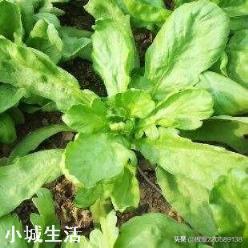 茼蒿生长的适宜温度是怎样的？