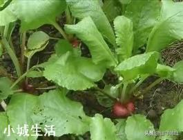 萝卜种植，一穴下几颗萝卜籽最好？