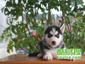 哈士奇市场价格 一只哈士奇幼犬多少钱